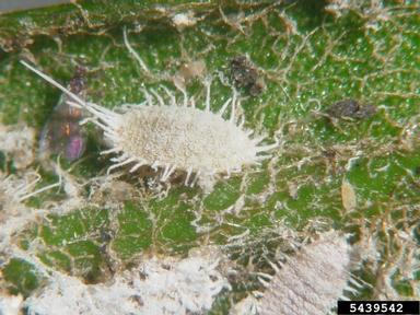 longtailed mealybug (Pseudococcus longispinus ) on sago palm (Cycas revoluta ) - 5439542