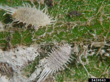 longtailed mealybug (Pseudococcus longispinus ) on sago palm (Cycas revoluta ) - 5439543