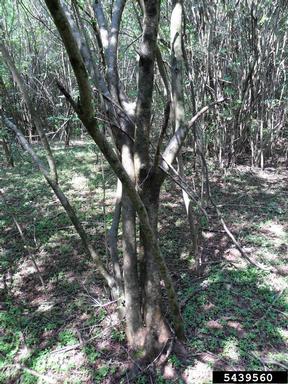 Chinese privet, Ligustrum sinense  (Scrophulariales: Oleaceae) - 5439560