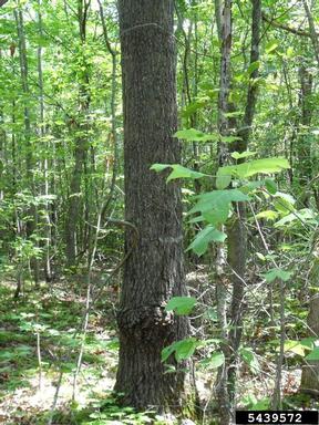 southern red oak, Quercus falcata  (Fagales: Fagaceae) - 5439572