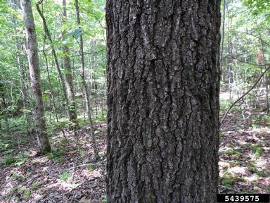 southern red oak, Quercus falcata  (Fagales: Fagaceae) - 5439575