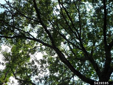 water oak, Quercus nigra  (Fagales: Fagaceae) - 5439595