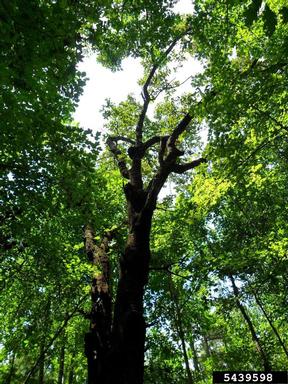 blackjack oak, Quercus marilandica  (Fagales: Fagaceae) - 5439598