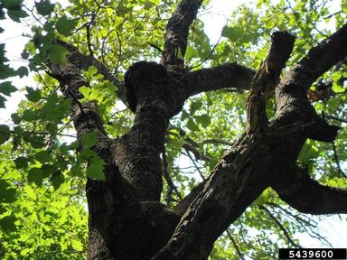 blackjack oak, Quercus marilandica  (Fagales: Fagaceae) - 5439600