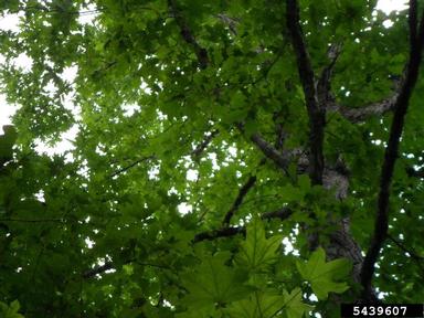 white oak, Quercus alba  (Fagales: Fagaceae) - 5439607