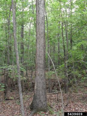 white oak, Quercus alba  (Fagales: Fagaceae) - 5439609