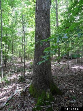 white oak, Quercus alba  (Fagales: Fagaceae) - 5439614
