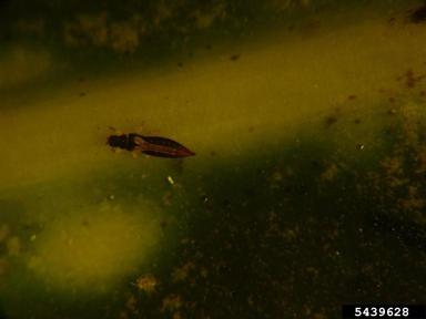greenhouse thrips, Heliothrips haemorrhoidalis  (Thysanoptera: Thripidae) - 5439628
