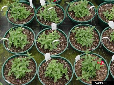 western flower thrips (Frankliniella occidentalis ) on verbena (Verbena spp. ) - 5439630