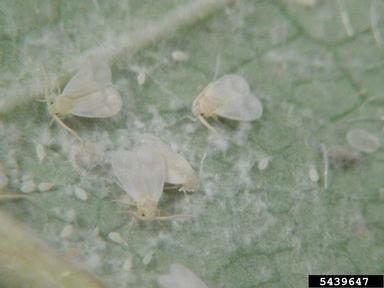 woolly whitefly, Aleurothrixus floccosus  (Hemiptera: Aleyrodidae) - 5439647