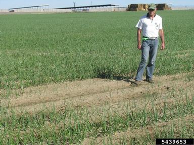root rot/damping off (Rhizoctonia spp. ) on garden onion (Allium cepa ) - 5439653