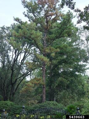 lightning (  ) on longleaf pine (Pinus palustris ) - 5439663