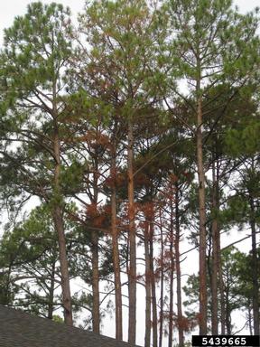 lightning (  ) on pine (Pinus spp. ) - 5439665