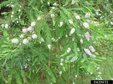 cypress twig gall midge (Taxodiomyia cupressiananassa ) on baldcypress (Taxodium distichum ) - 5439672