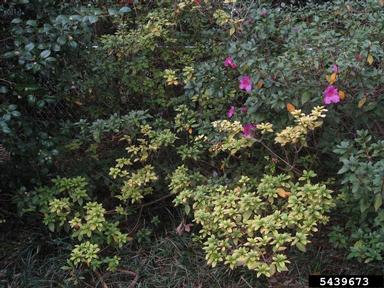 glyphosate (  ) on rhododendrons and azaleas (Rhododendron spp. ) - 5439673