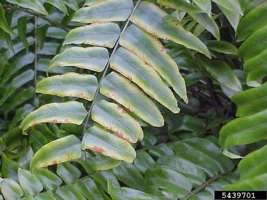 cold injury (low temperature) (  ) on Boston swordfern (Nephrolepis exaltata ) - 5439701