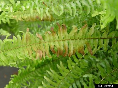 cold injury (low temperature) (  ) on Boston swordfern (Nephrolepis exaltata ) - 5439724