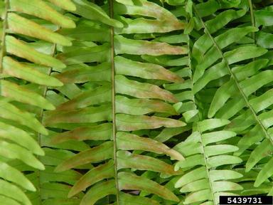 cold injury (low temperature) (  ) on Boston swordfern (Nephrolepis exaltata ) - 5439731