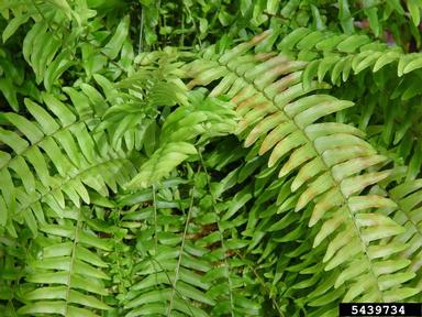 cold injury (low temperature) (  ) on Boston swordfern (Nephrolepis exaltata ) - 5439734