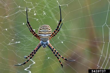 whitebacked garden spider, Argiope trifasciata  (Araneae: Araneidae) - 5439737