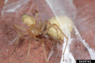 yellow sac spider, Cheiracanthium inclusum  (Araneae: Clubionidae) - 5439741