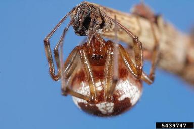 cobweb weaver, Steatoda triangulosa  (Araneae: Theridiidae) - 5439747