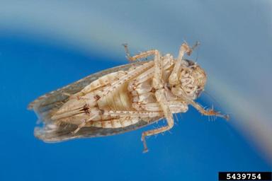 aphids, leafhoppers, planthoppers, scale insects and allies,    (Hemiptera: ) - 5439754