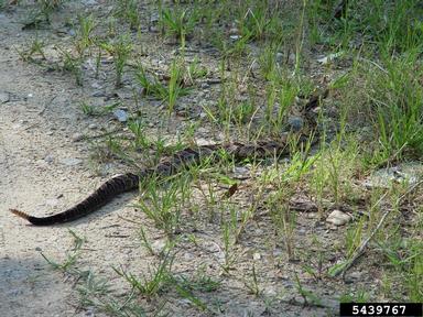 timber rattlesnake, Crotalus horridus  (Squamata: Viperidae) - 5439767