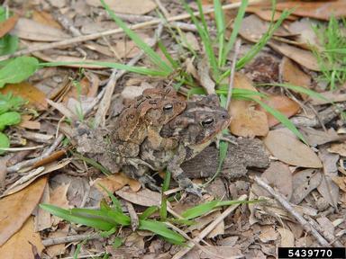 southern toad, Anaxyrus terrestris  (Anura: Bufonidae) - 5439770