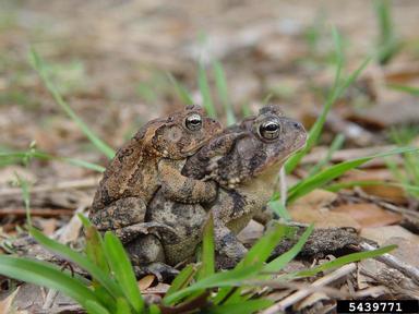 southern toad, Anaxyrus terrestris  (Anura: Bufonidae) - 5439771