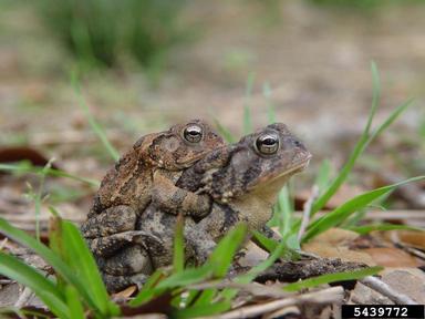 southern toad, Anaxyrus terrestris  (Anura: Bufonidae) - 5439772