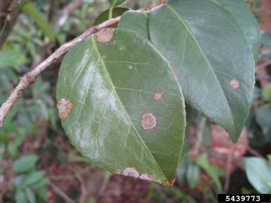 green alga (Cephaleuros virescens ) on camellia (Camellia spp. ) - 5439773