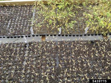 ethylene (  ) on garden tomato (Solanum lycopersicum ) - 5439775