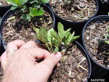bitter rot and anthracnose (Colletotrichum gloeosporioides ) on rhododendrons and azaleas (Rhododendron spp. ) - 5439782