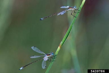 migrant spreadwing, Lestes barbarus  (Odonata: Lestidae) - 5439786