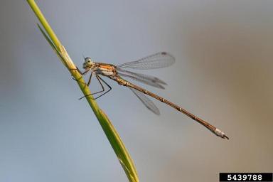 migrant spreadwing, Lestes barbarus  (Odonata: Lestidae) - 5439788