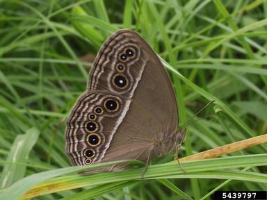 dingy bush-brown, Mycalesis perseus  (Lepidoptera: Nymphalidae) - 5439797