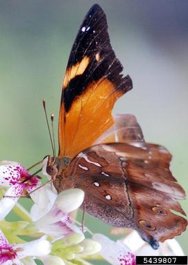 Autumnleaf, Doleschallia bisaltide  (Lepidoptera: Nymphalidae) - 5439807