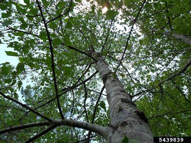 red maple, Acer rubrum  (Sapindales: Aceraceae) - 5439839