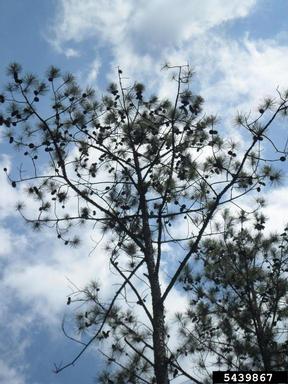 Leptographium root disease (Leptographium spp. ) on loblolly pine (Pinus taeda ) - 5439867