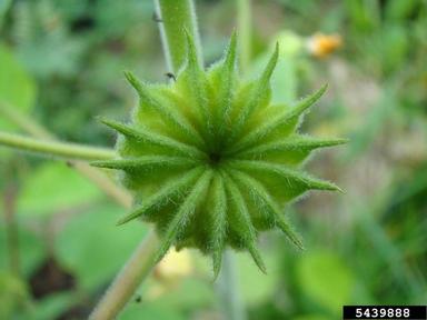 velvetleaf, Abutilon theophrasti  (Malvales: Malvaceae) - 5439888