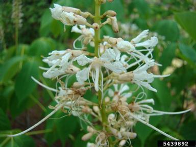 bottlebrush buckeye, Aesculus parviflora  (Sapindales: Hippocastanaceae) - 5439892