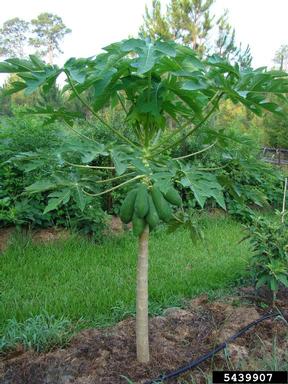 papaya, Carica papaya  (Violales: Caricaceae) - 5439907