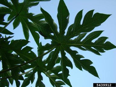 papaya, Carica papaya  (Violales: Caricaceae) - 5439912