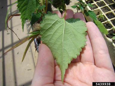 mulberryweed, Fatoua villosa  (Urticales: Moraceae) - 5439938
