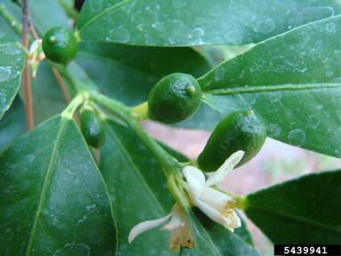 kumquat, Fortunella spp.  (Sapindales: Rutaceae) - 5439941
