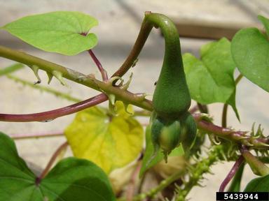 purple moonflower, Ipomoea turbinata  (Solanales: Convolvulaceae) - 5439944