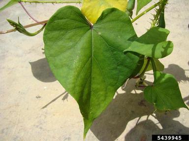 purple moonflower, Ipomoea turbinata  (Solanales: Convolvulaceae) - 5439945