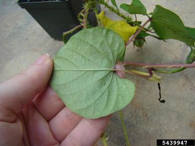 purple moonflower, Ipomoea turbinata  (Solanales: Convolvulaceae) - 5439947
