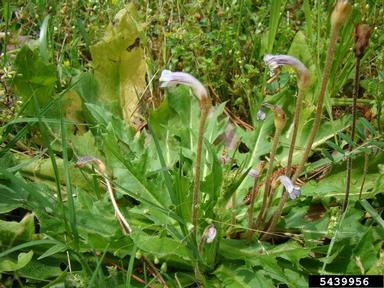 oneflowered broomrape, Orobanche uniflora  (Scrophulariales: Orobanchaceae) - 5439956